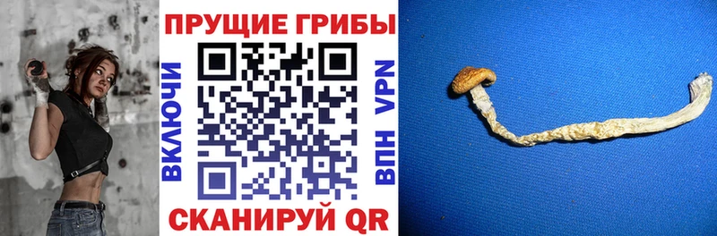 Купить закладки  Североуральск  Псилоцибиновые грибы мухоморы 